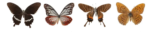 Schmetterlingssammlung — Stockfoto
