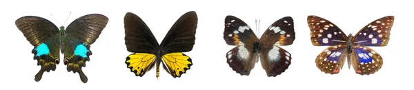 Коллекция бабочек — стоковое фото