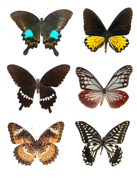 Συλλογή πεταλούδα — Φωτογραφία Αρχείου