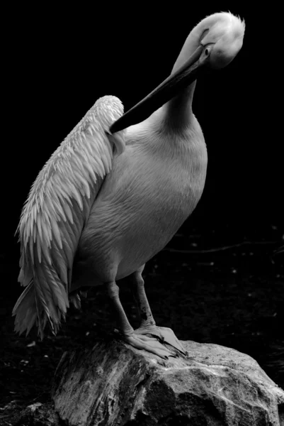 stock image Pelican bird