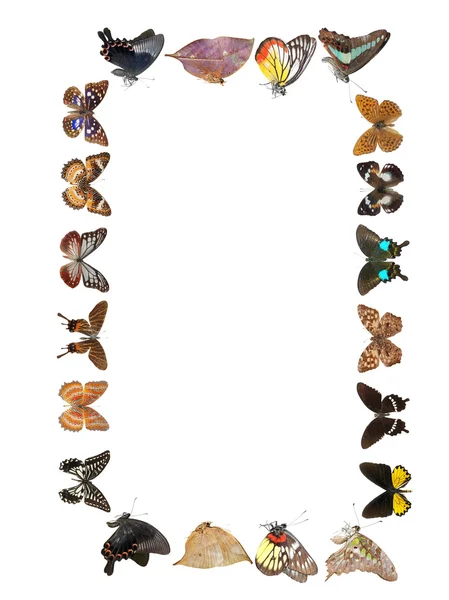 Motyl rama tło — Zdjęcie stockowe