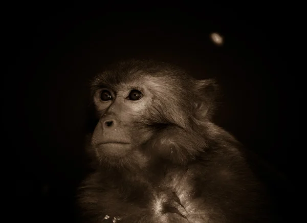 Macaco animal — Fotografia de Stock