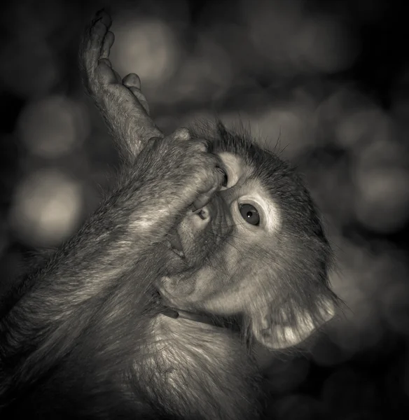 Zvířecí opice — Stock fotografie