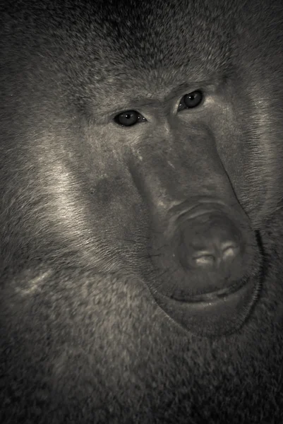 Zvířecí opice pavián — Stock fotografie