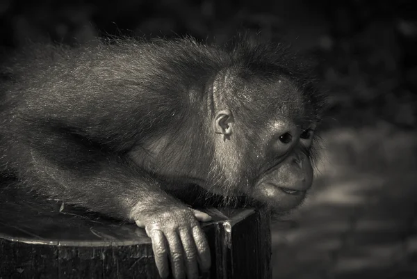 Állati majom majom — Stock Fotó