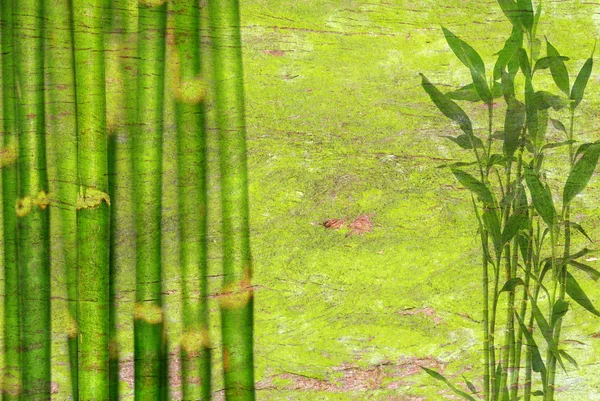 Bambu Arkaplanı — Stok fotoğraf