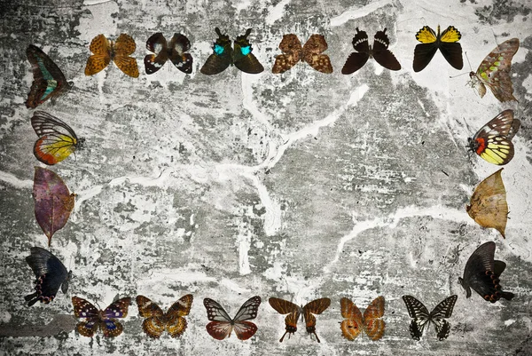 Φόντο τοίχο grunge πλαισίου πεταλούδα — Φωτογραφία Αρχείου