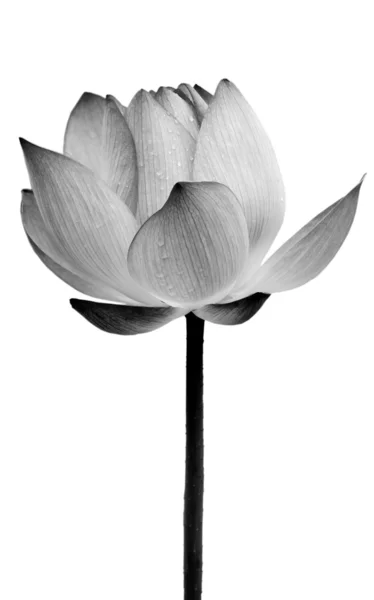Lotus blomma svart och vitt Stockfoto