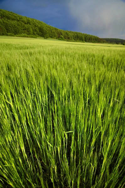 Зеленое кукурузное поле под бурным летним небом — стоковое фото