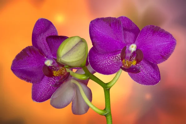 Orchidea w rosy — Zdjęcie stockowe