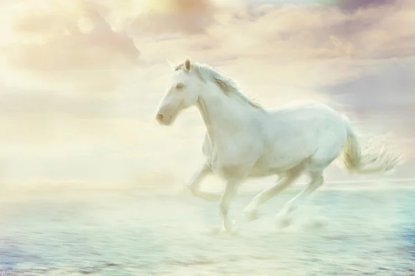 Fantasía caballo blanco —  Fotos de Stock