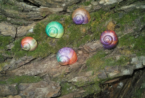 Peint en coquille d'escargot — Photo