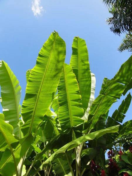 stock image Tropical plants