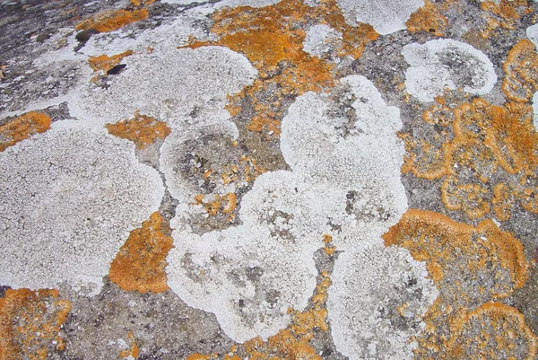 Lichens — Stock Photo, Image
