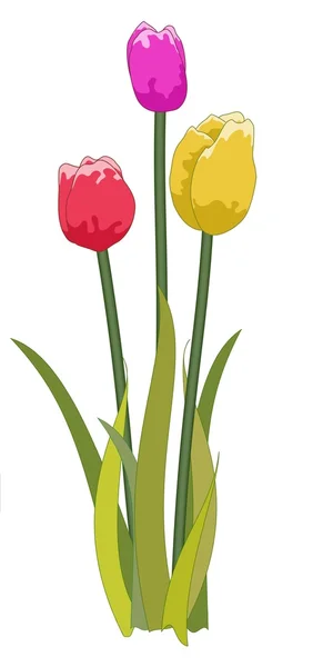 Tulips mixed — Stock Photo, Image