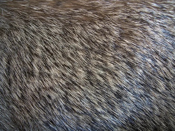 Animal Fur — Stock Photo, Image