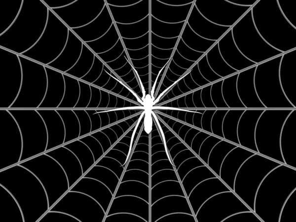 Spider and web — Stock Photo, Image