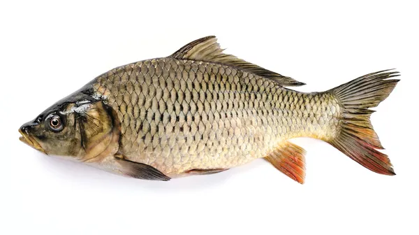 Common Carp Isolated on White Background — Stock Photo, Image