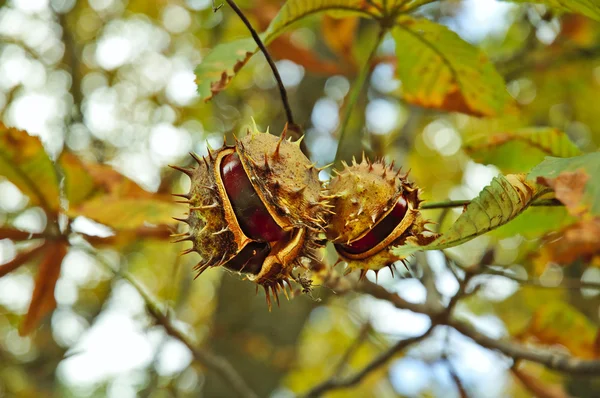 stock image Chestnut