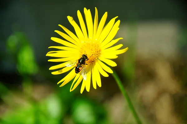 Méhecske Virág Stock Fotó