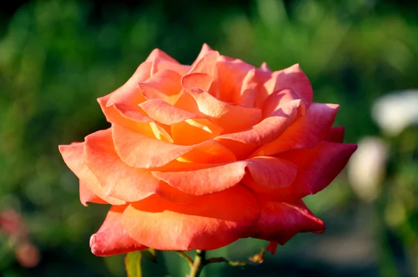 Rosa naranja flor — Foto de Stock