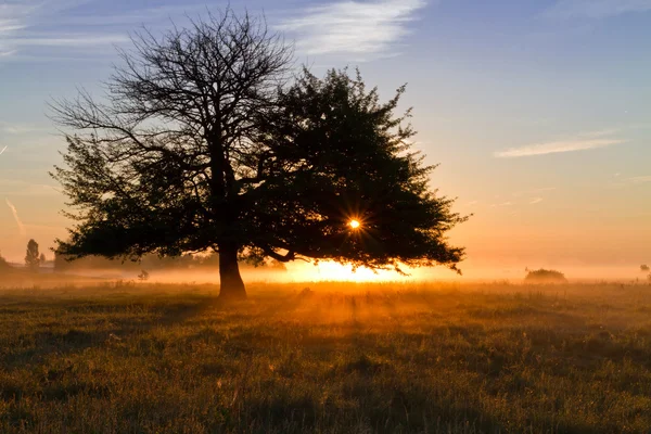 Árvore solitária ao nascer do sol — Fotografia de Stock