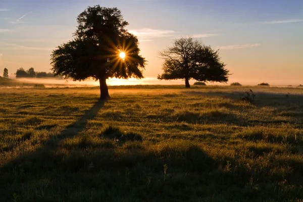 Lonely tree at sunrise — Stock Photo, Image