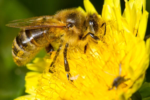 Пчела на жёлтых одуванчиках — стоковое фото