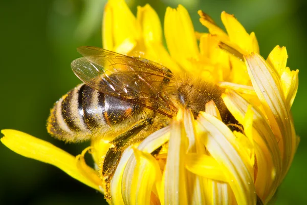 黄色のタンポポの蜂 — ストック写真