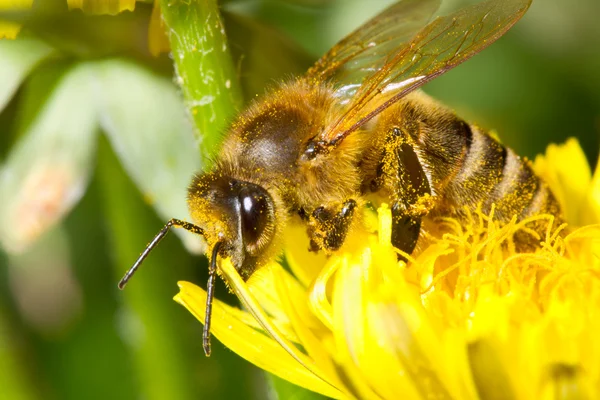 Пчела на жёлтых одуванчиках — стоковое фото