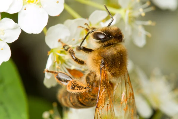 花の上の蜂 — ストック写真