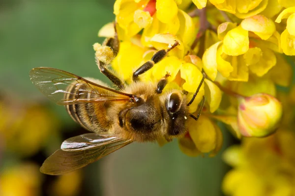 stock image Bee on yellow flower