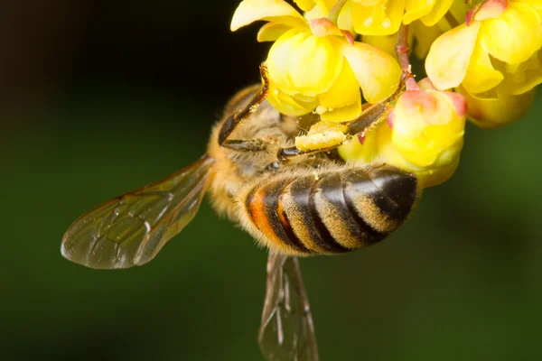 stock image Bee on yellow flower