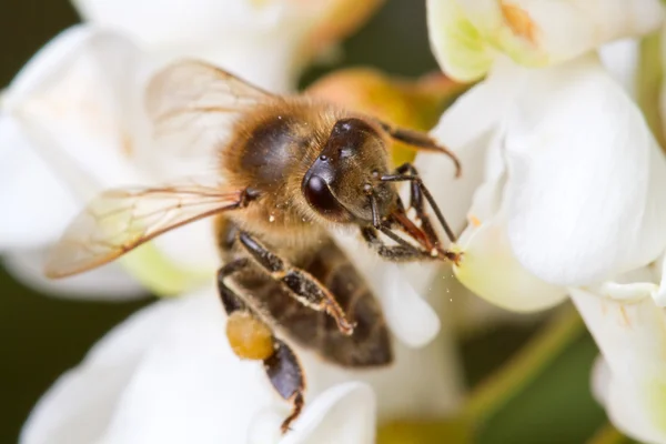 Бджола на квітці акації — стокове фото