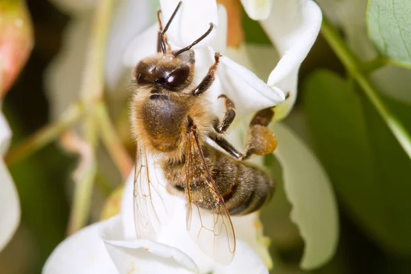 stock image A bee on a flower of acacia