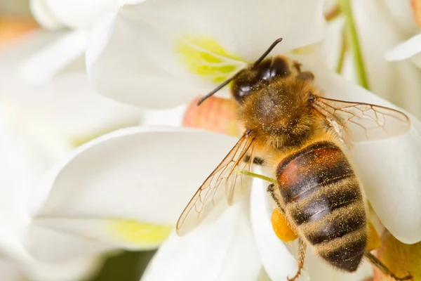 Uma abelha em uma flor de acácia — Fotografia de Stock