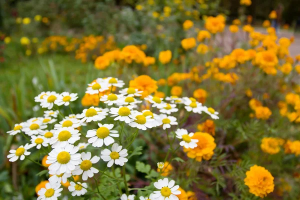 Daisies on a meadow — Stock Photo, Image