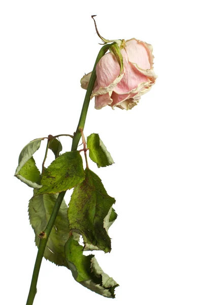 A rosa secada Imagens De Bancos De Imagens