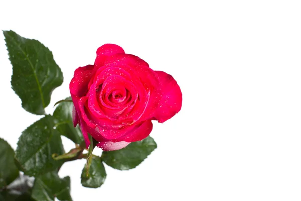 Roses on white — Stock Photo, Image