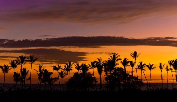 Hawaiianische Sonnenuntergang mit Palmen Siluette — Stockfoto