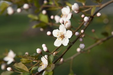 Tree branch with cherry flowers over natural green background clipart