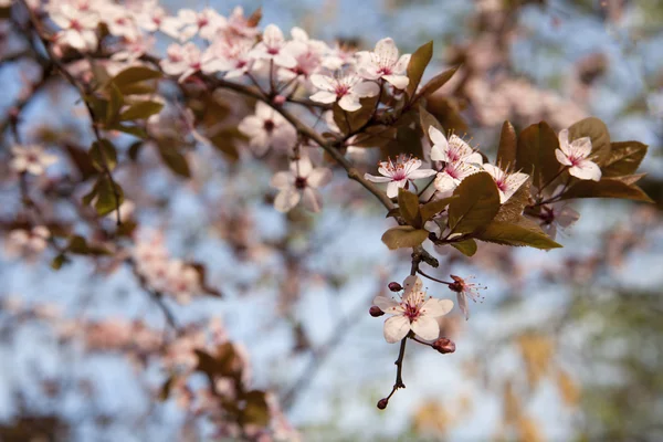 Branche d'arbre avec fleurs de cerisier sur fond naturel — Photo