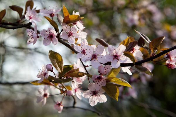 Ветка дерева с вишневыми цветами — стоковое фото