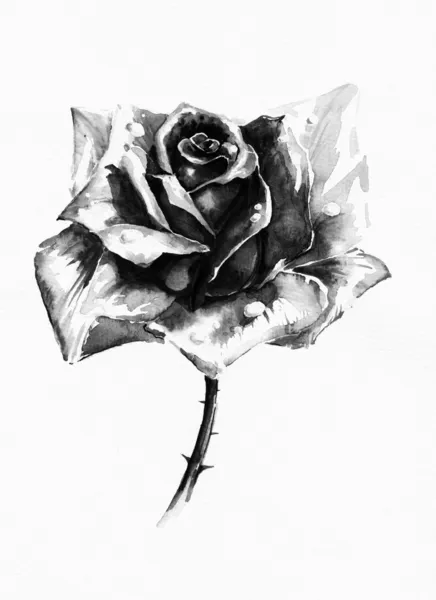 Rosa preta — Fotografia de Stock