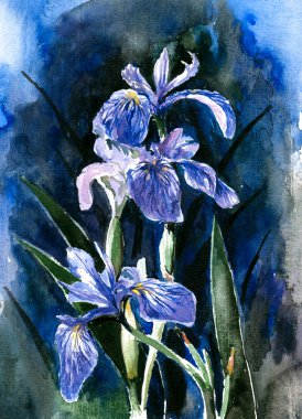 Blue iris clipart