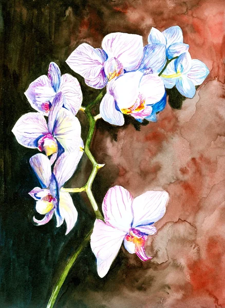 Weiße Orchidee — Stockfoto