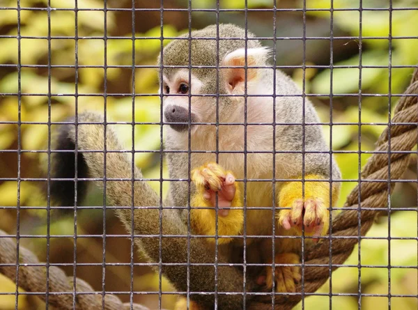 Macaco. — Fotografia de Stock