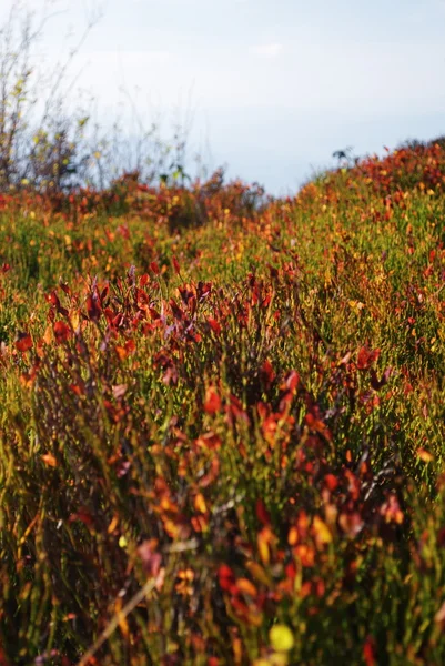 stock image Nature background