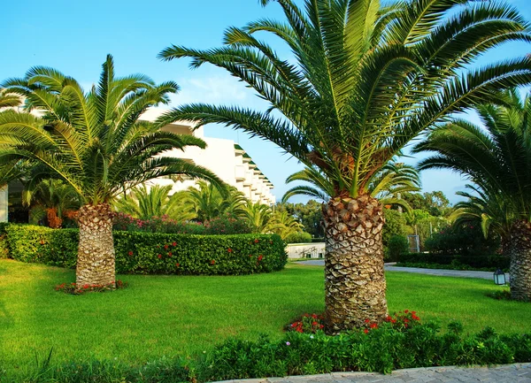 Groene palmen — Stockfoto