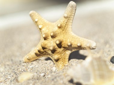 kumlu sahilde deniz yıldızı